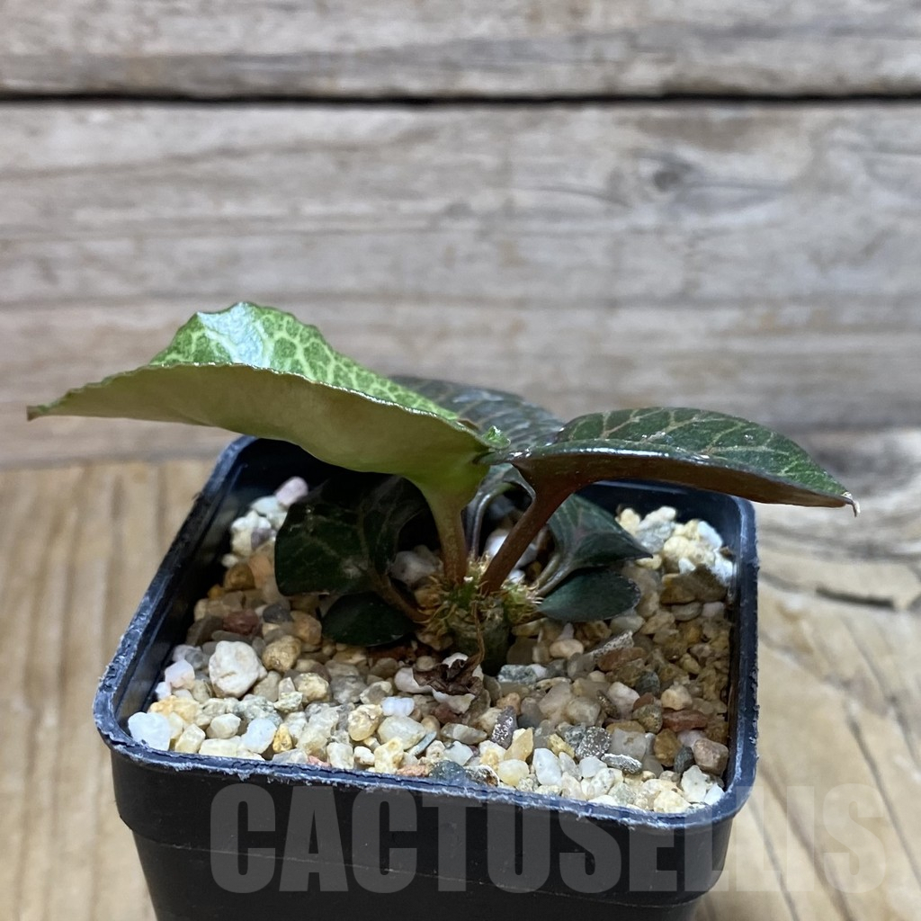 SH6610 Euphorbia francoisii hybrid - Image 2