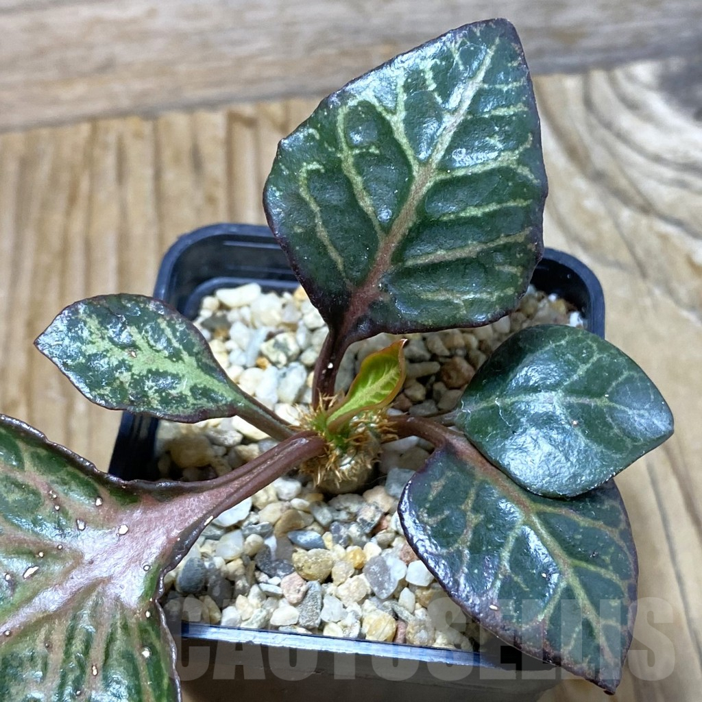 SH6611 Euphorbia francoisii hybrid