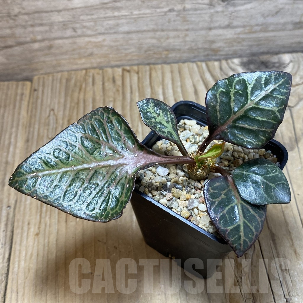 SH6611 Euphorbia francoisii hybrid - Image 2