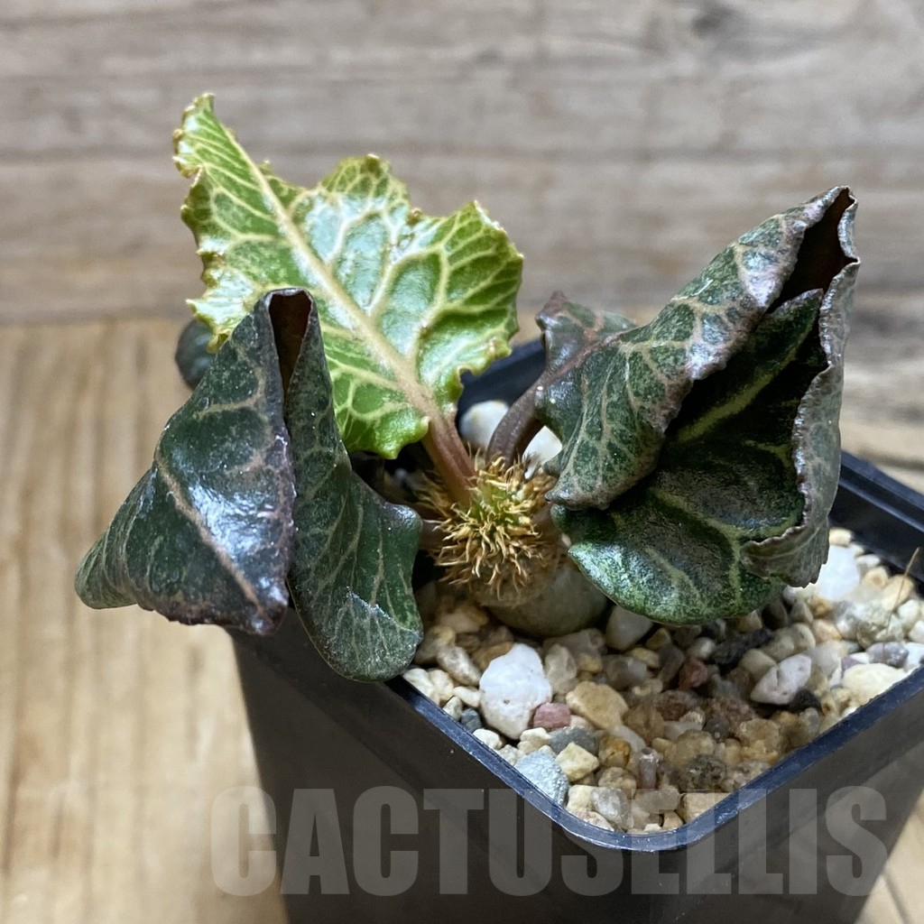 SH6612 Euphorbia francoisii hybrid - Image 2