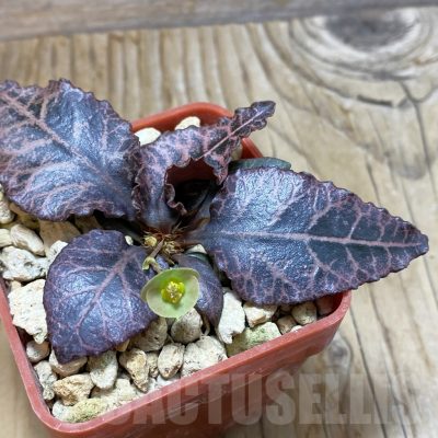 SH6598 Euphorbia francoisii hybrid