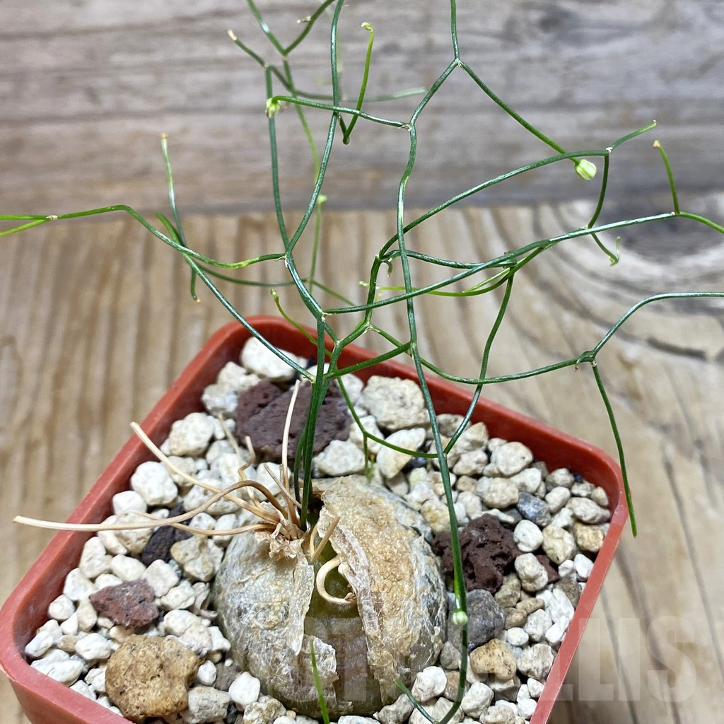 SH6615 Schizobasis intricata