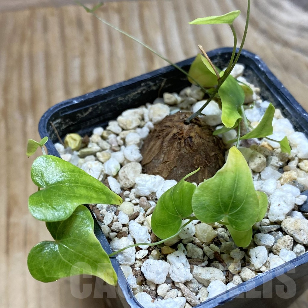 SH6617 Dioscorea elephantipes