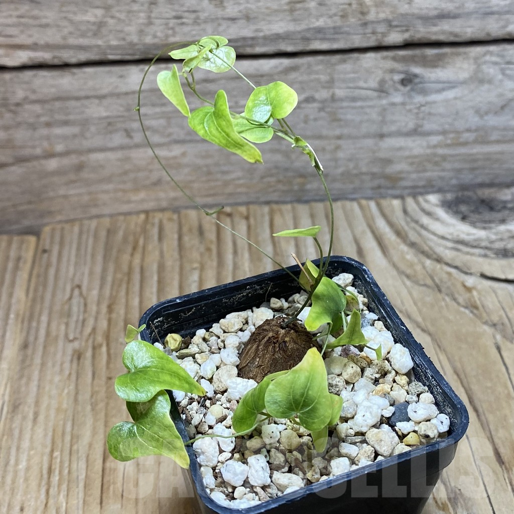 SH6617 Dioscorea elephantipes - Image 2