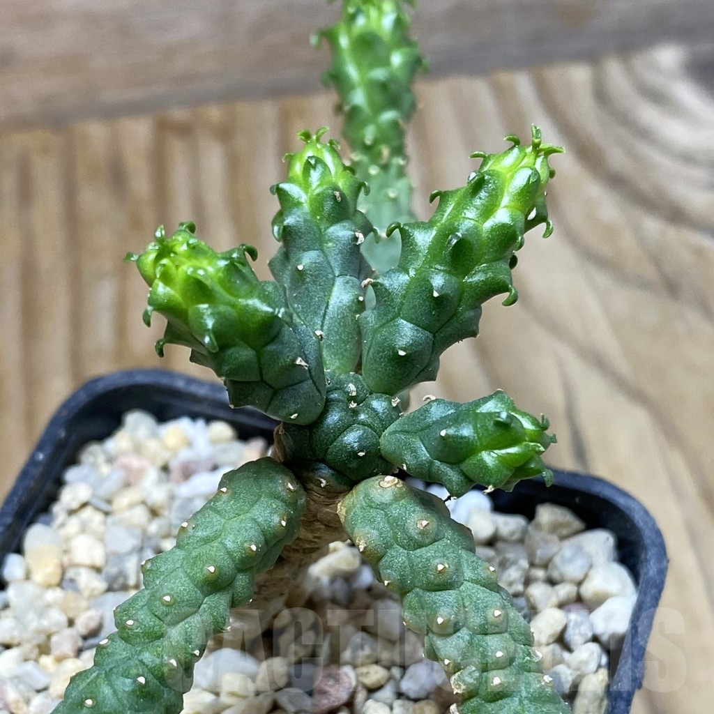 SH6622 Euphorbia inermis -Prava-true-