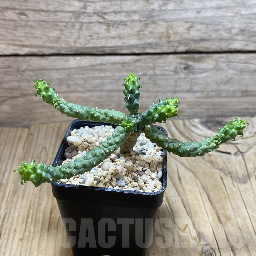 SH6622 Euphorbia inermis -Prava-true- - Image 2