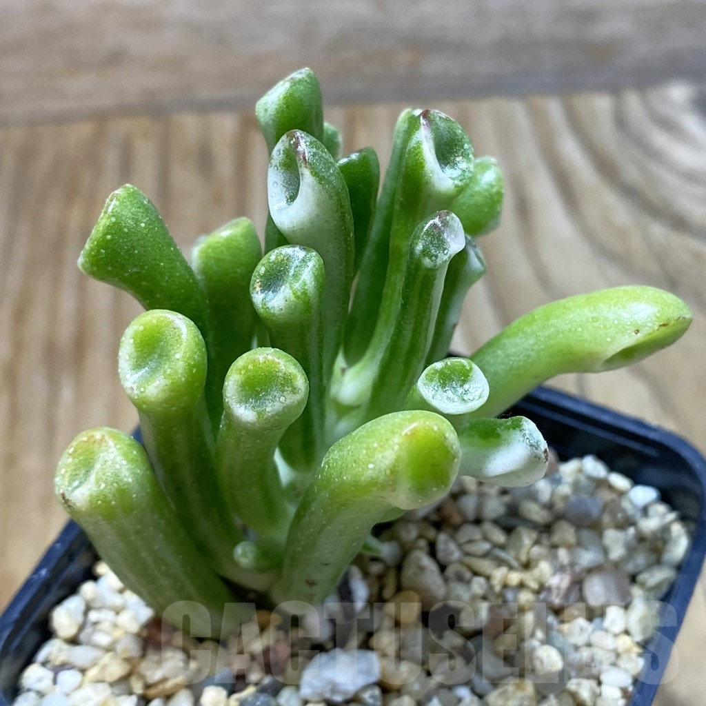 SH6624 Crassula ‘Hobbit’ f. variegata