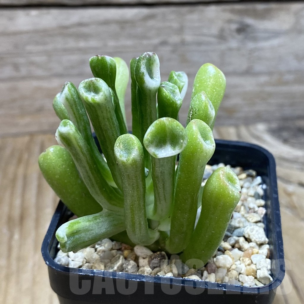 SH6624 Crassula ‘Hobbit’ f. variegata - Image 2