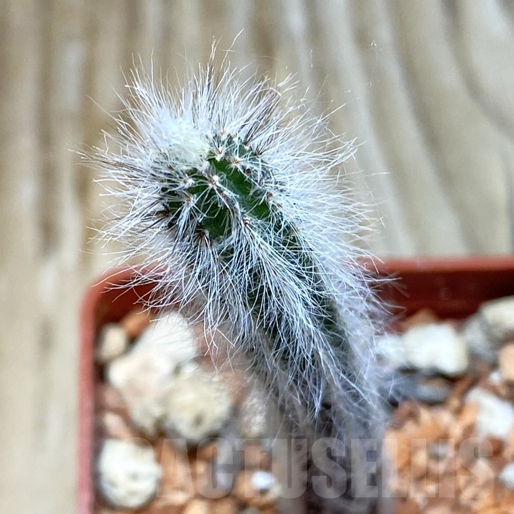SH6628 Echinocereus schmollii