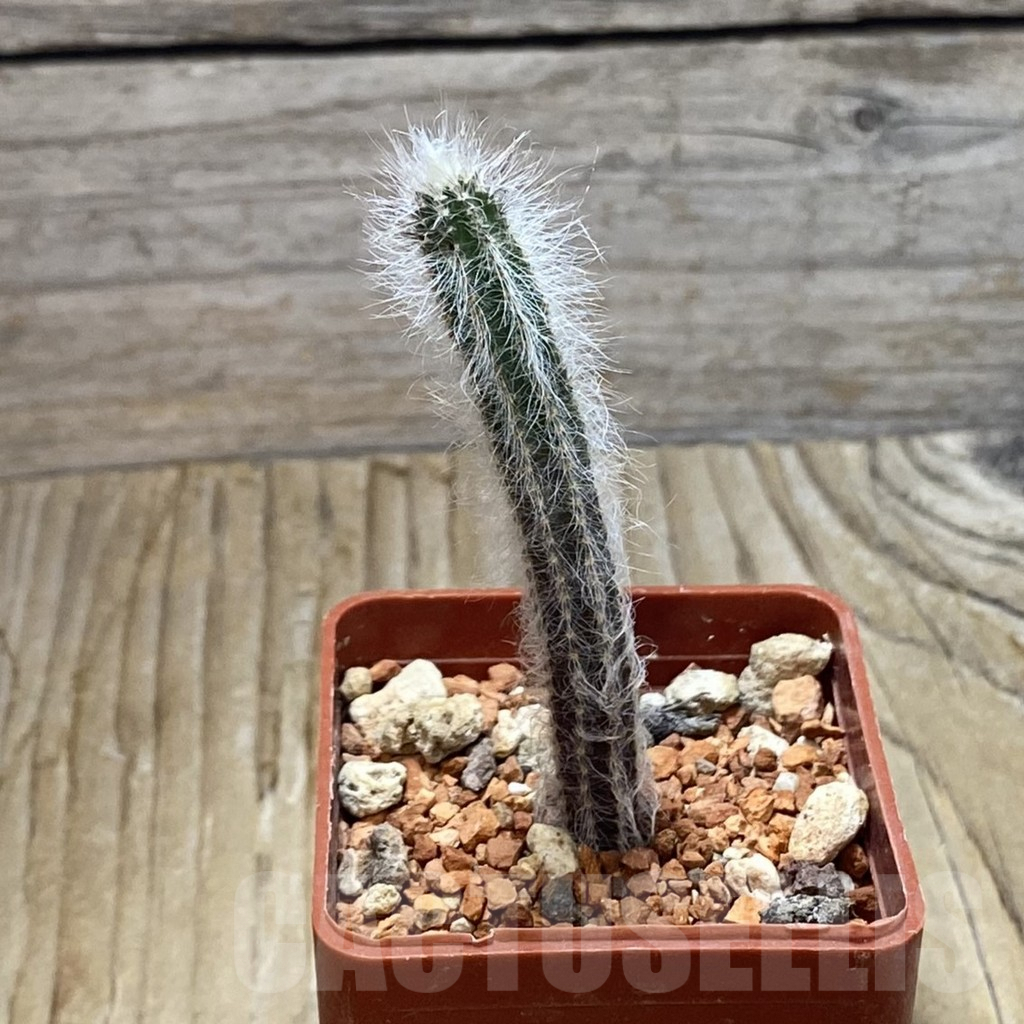 SH6628 Echinocereus schmollii - Image 2