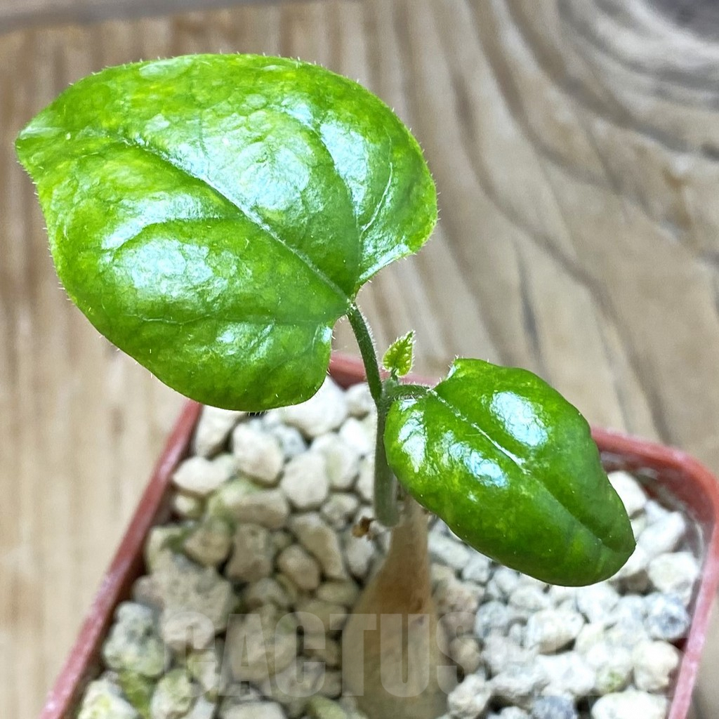 SH6771 Pyrenacantha malvifolia