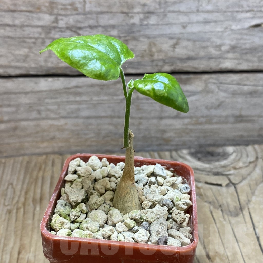 SH6771 Pyrenacantha malvifolia - Image 2