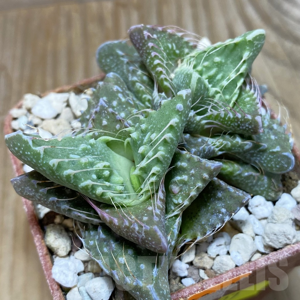 SH6777 Faucaria tuberculosa