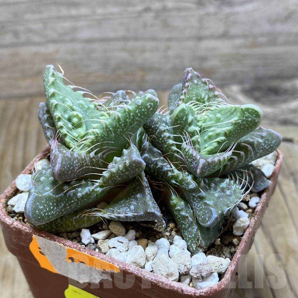 SH6777 Faucaria tuberculosa - Image 2