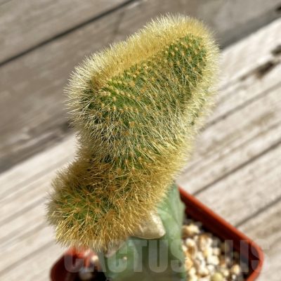 SH6779 Hildewintera aureispina f. cristata, grafted