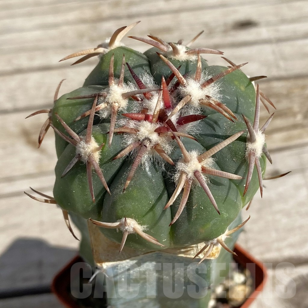 SH6793 Echinocactus horizonthalonius, grafted