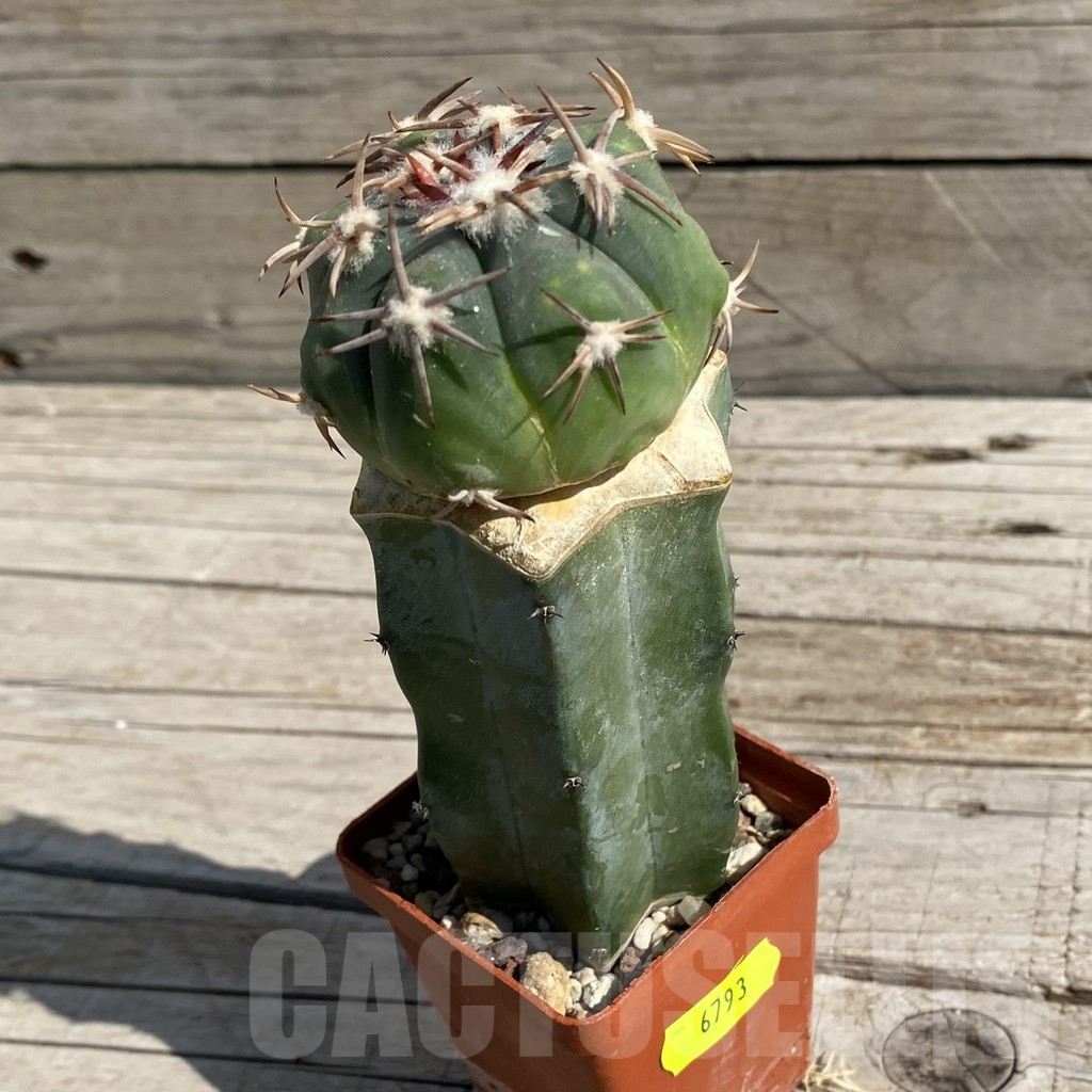 SH6793 Echinocactus horizonthalonius, grafted - Image 2