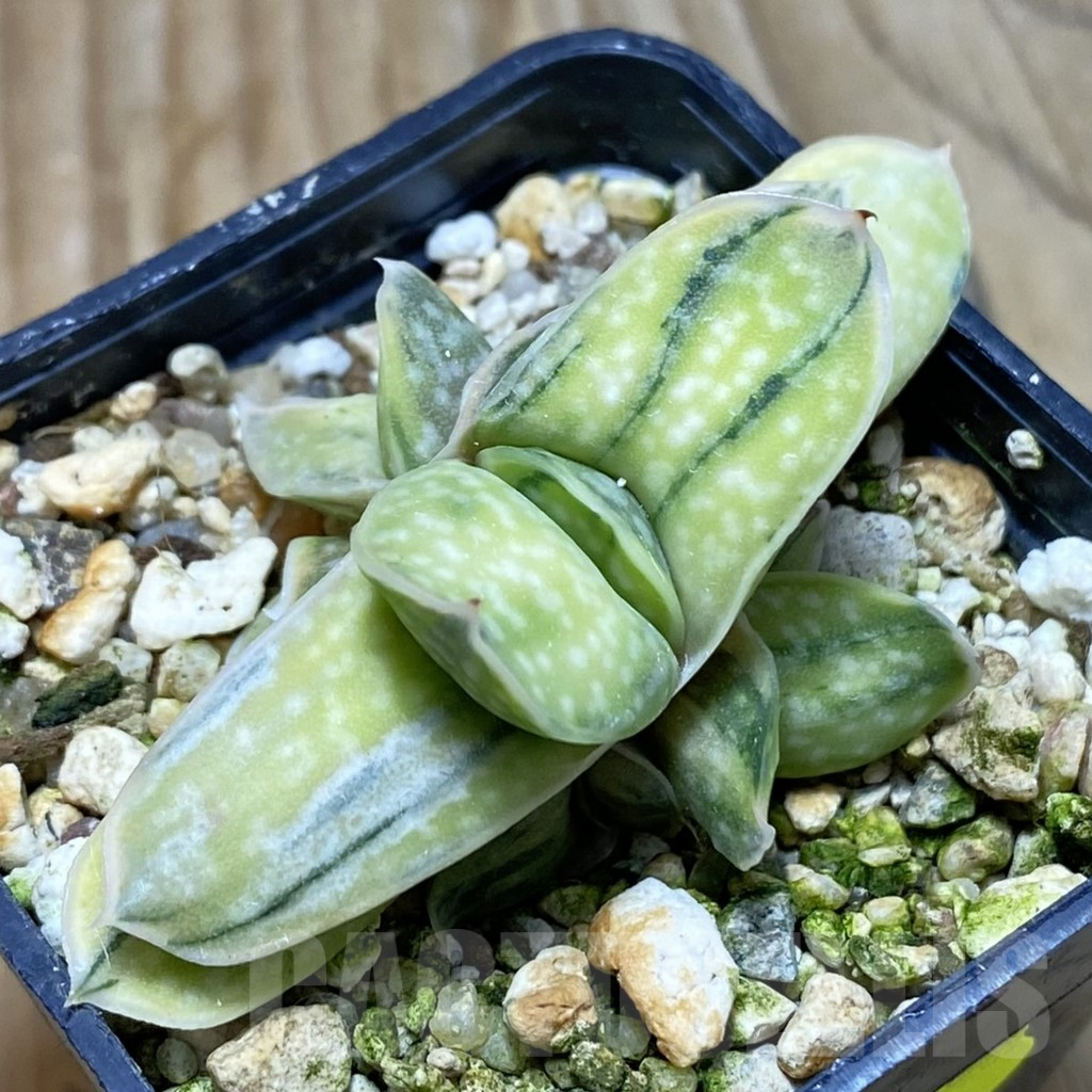 SH6742 Gasteria 'Sakura Fuji'