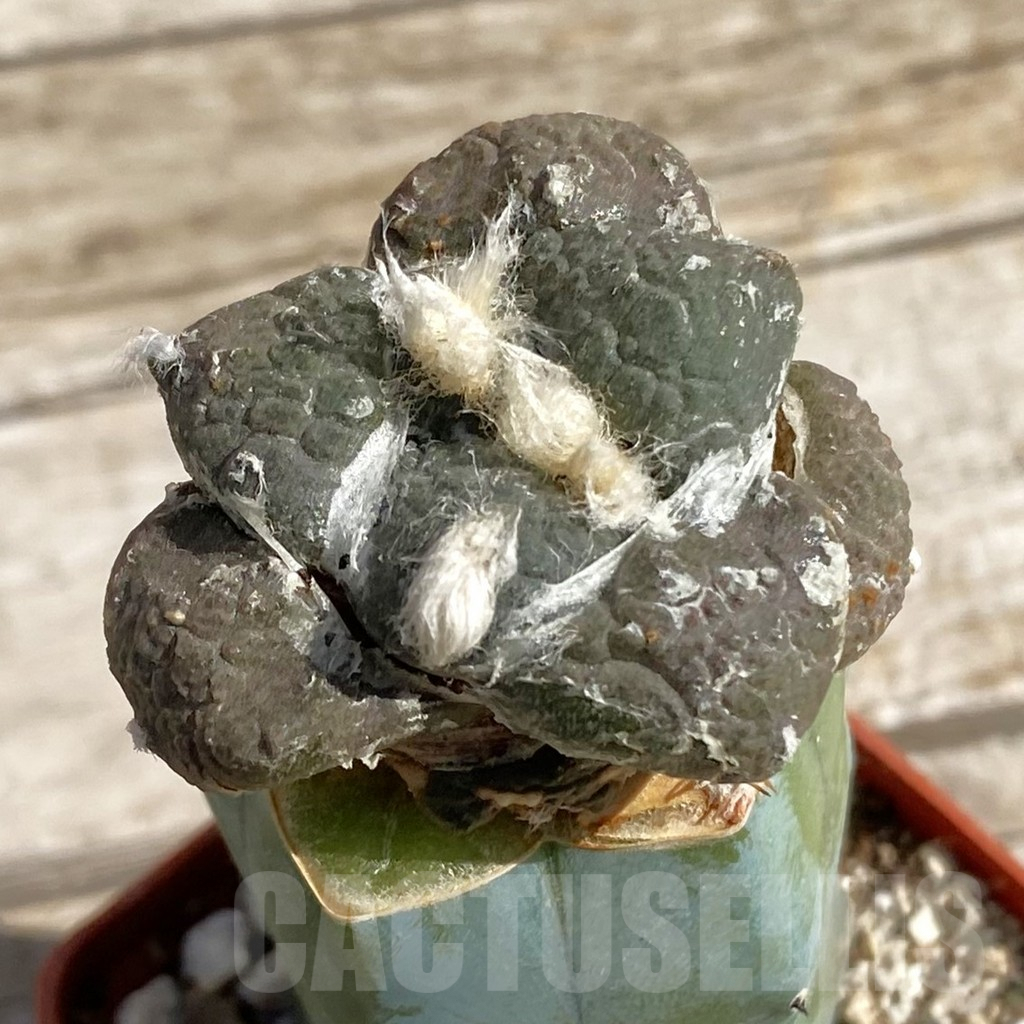 SH6795 Ariocarpus lloydii hybrid, grafted