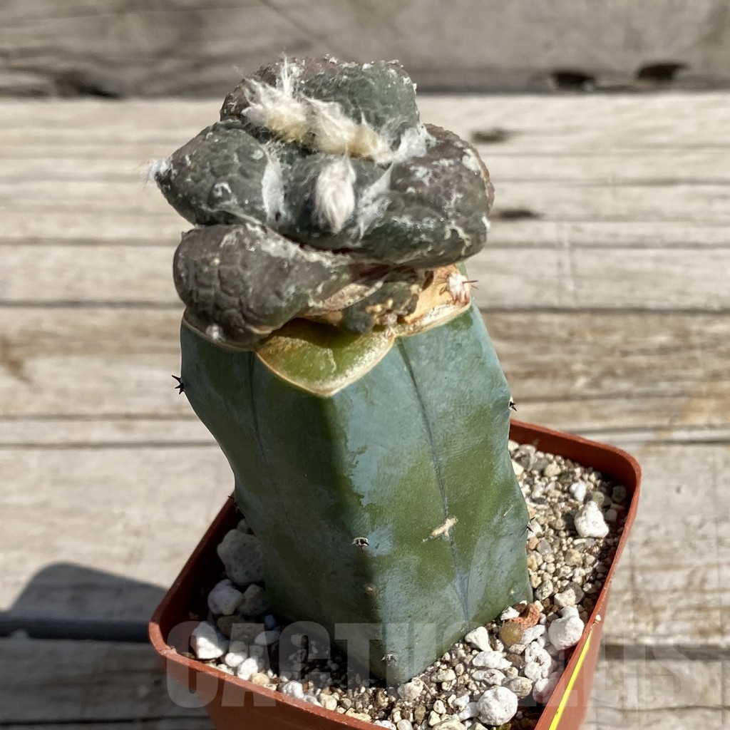 SH6795 Ariocarpus lloydii hybrid, grafted - Image 2
