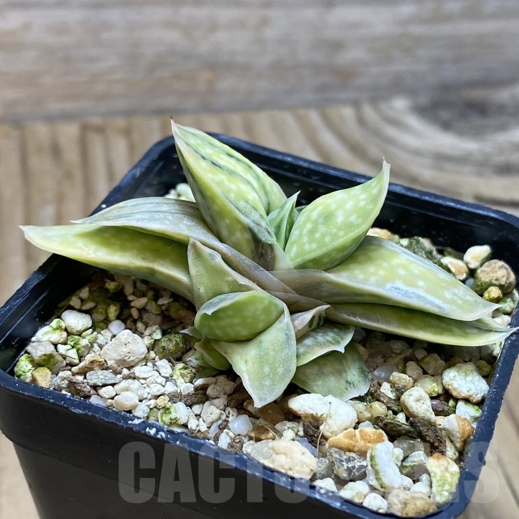 SH6742 Gasteria 'Sakura Fuji' - Image 2