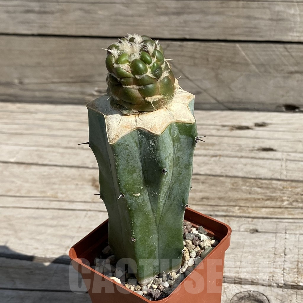 SH6797 Cintia knizei, grafted - Image 3