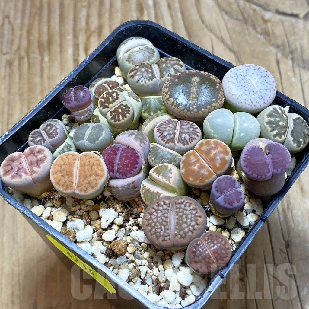 SH6736 Lithops mix