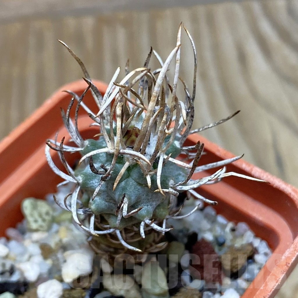SH6744 Turbinicarpus flaviflorus