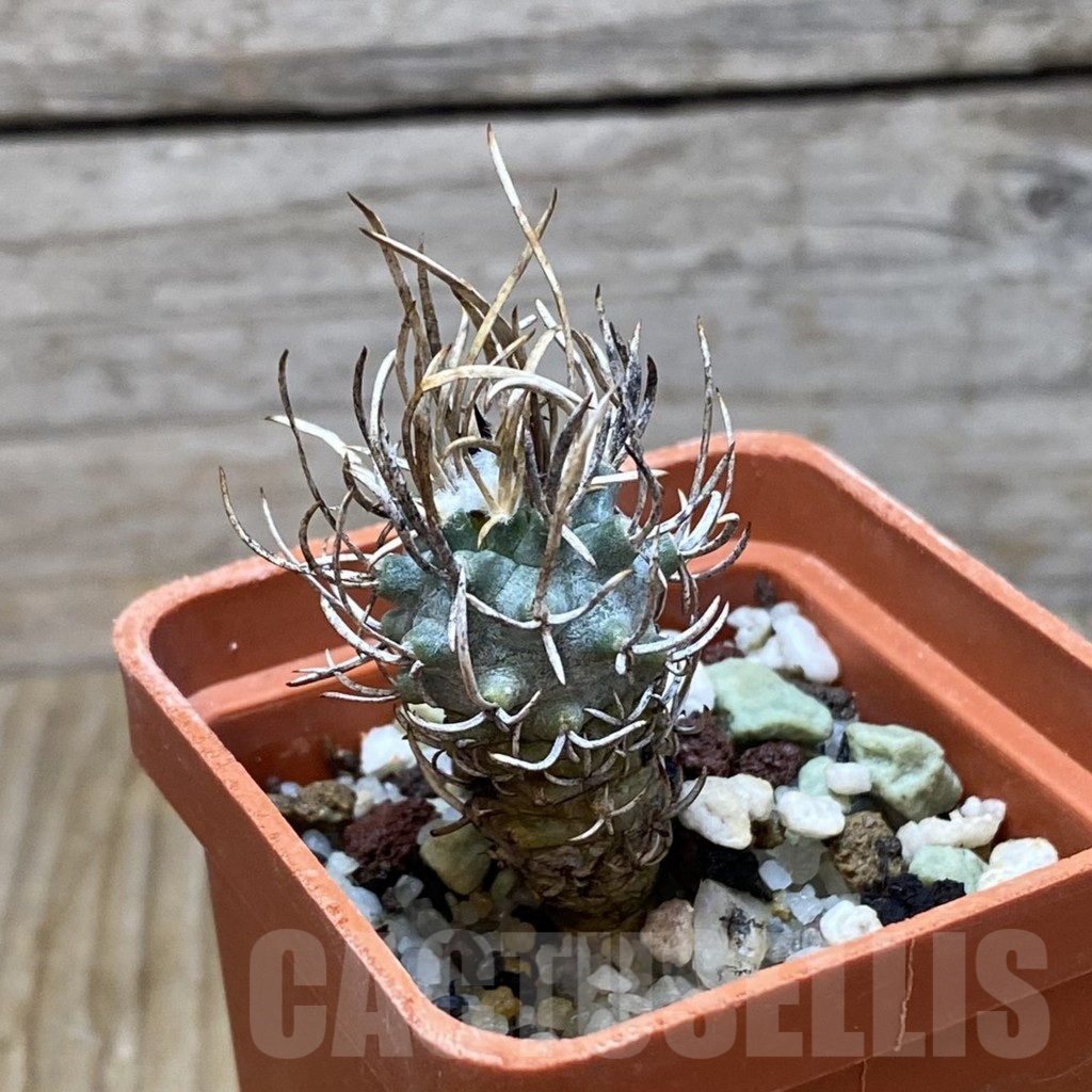SH6744 Turbinicarpus flaviflorus - Image 2