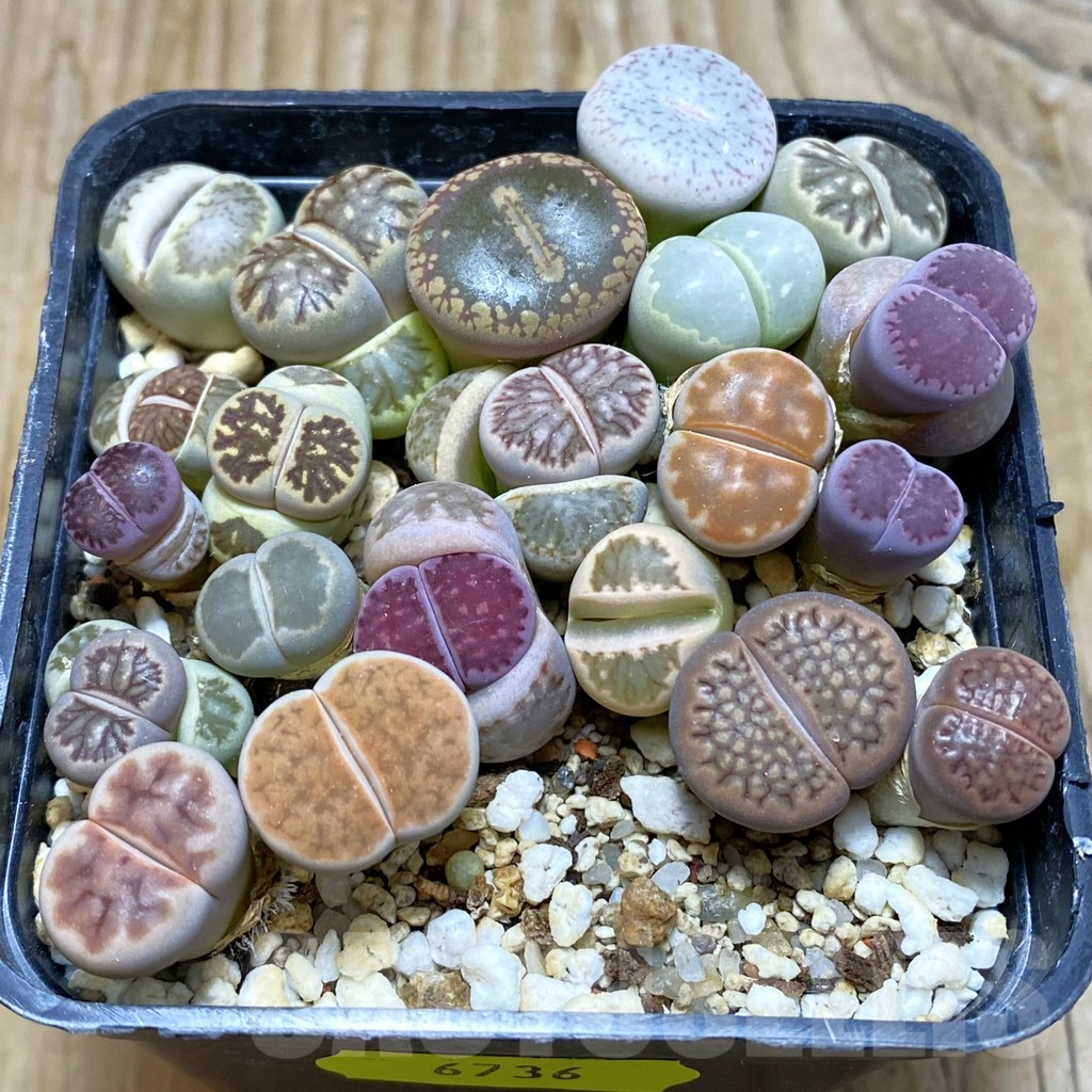 SH6736 Lithops mix - Image 2