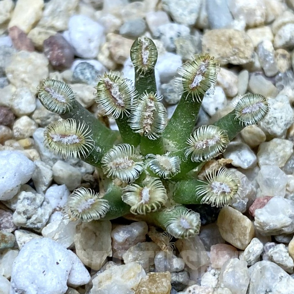 SH6748 Mammillaria bertholdii GCG 12161, own roots