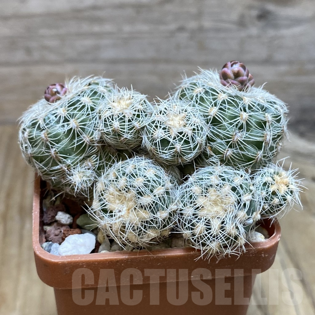 SH6759 Gymnocalycium bruchii - Image 2