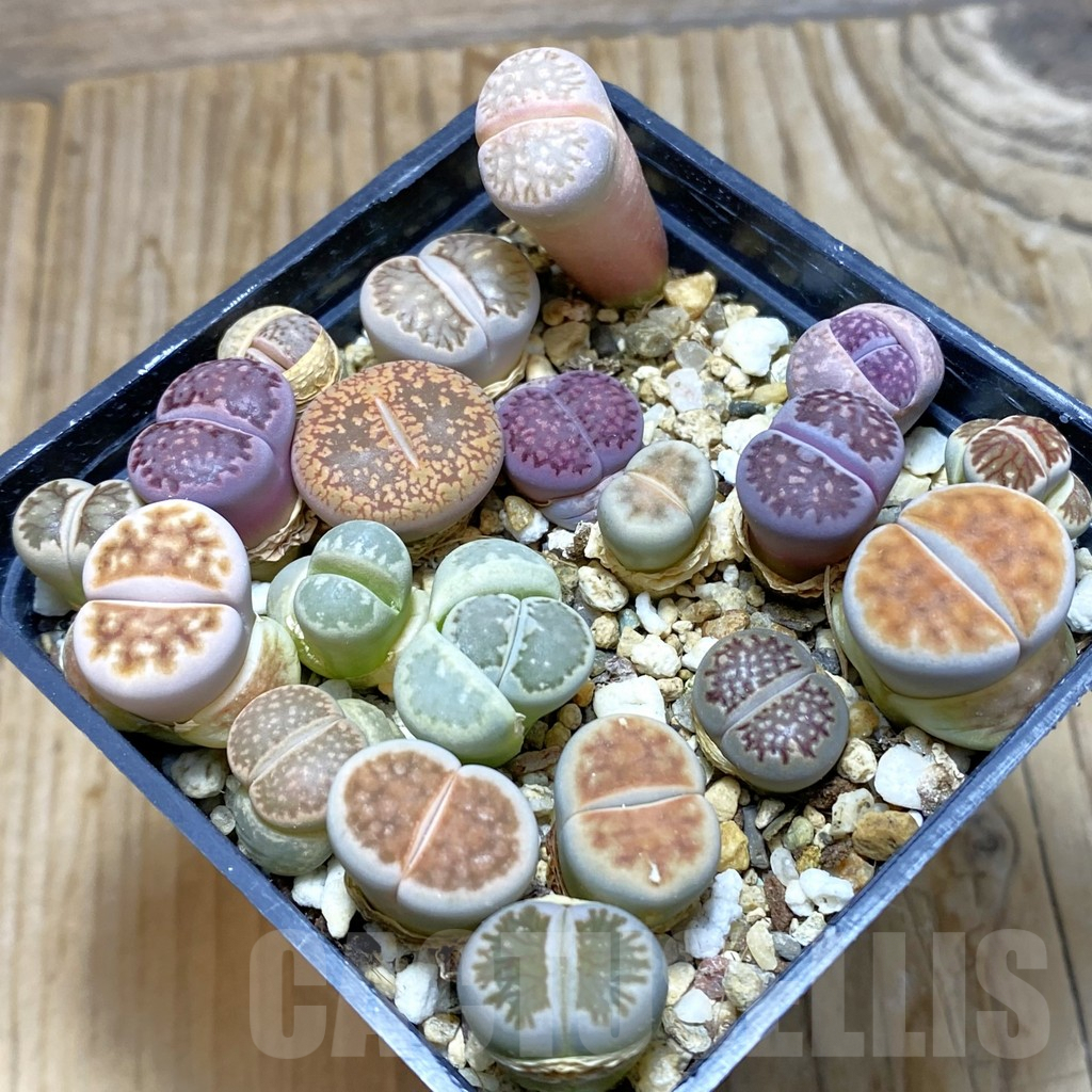 SH6738 Lithops mix