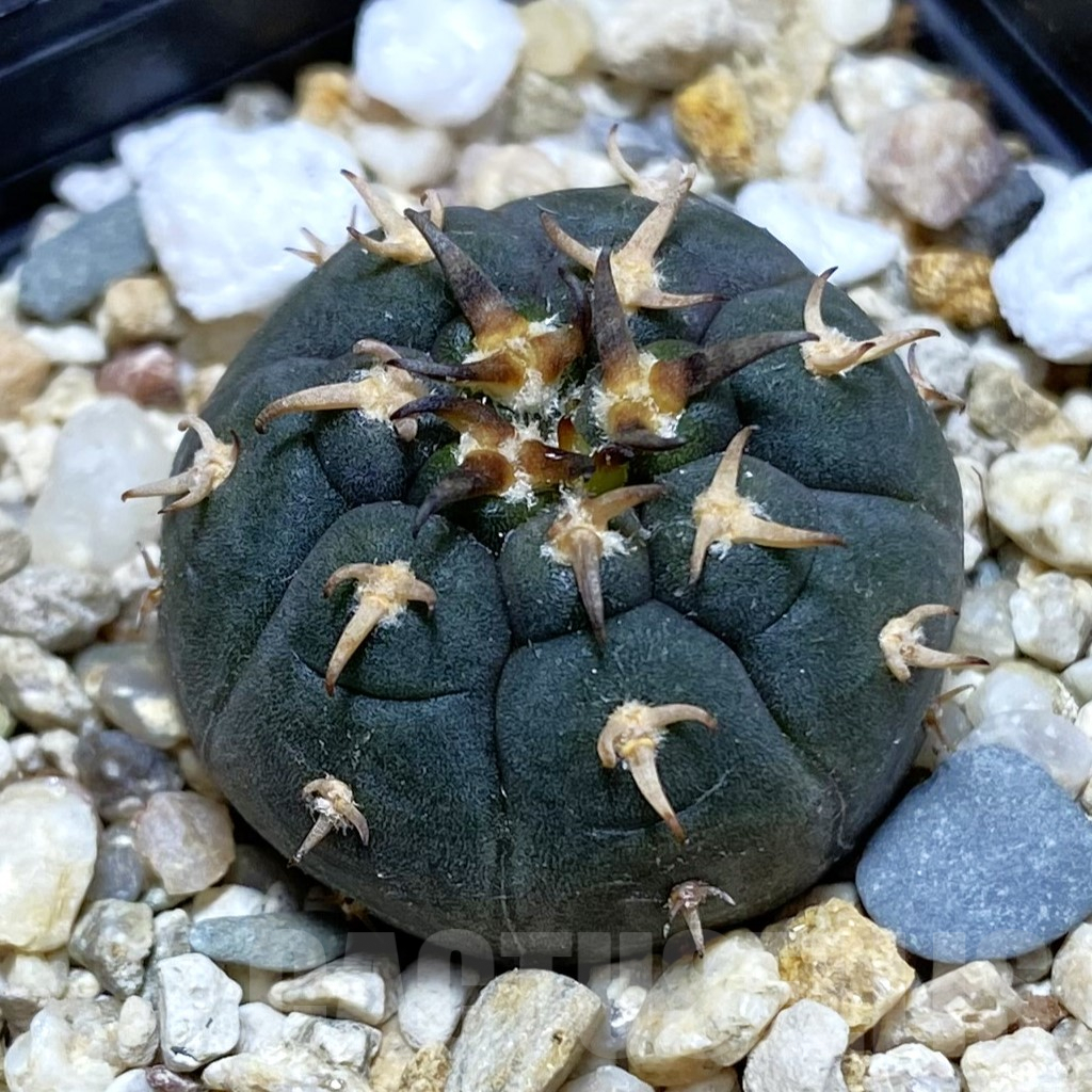 SH6763 Gymnocalycium spegazzinii v. unguispinum SL 443