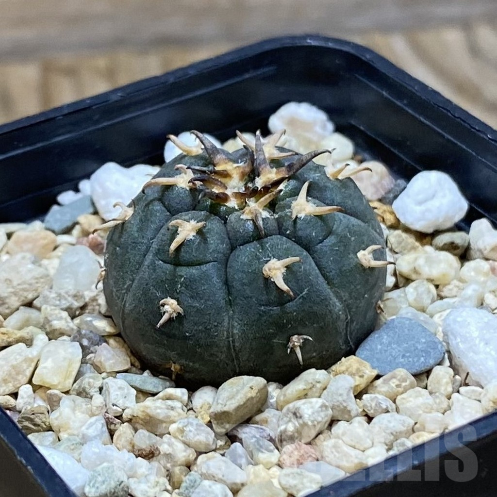 SH6763 Gymnocalycium spegazzinii v. unguispinum SL 443 - Image 2