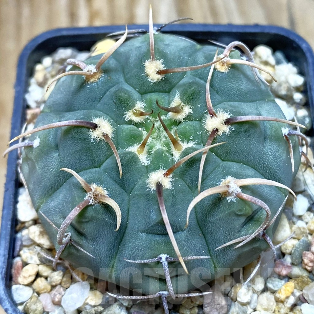 SH6765 Gymnocalycium vatteri, selection