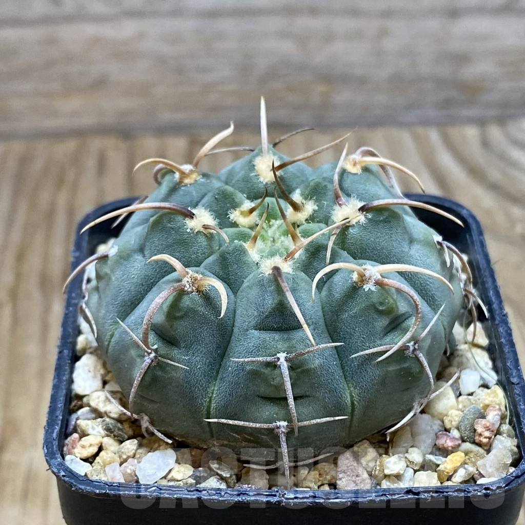 SH6765 Gymnocalycium vatteri, selection - Image 2
