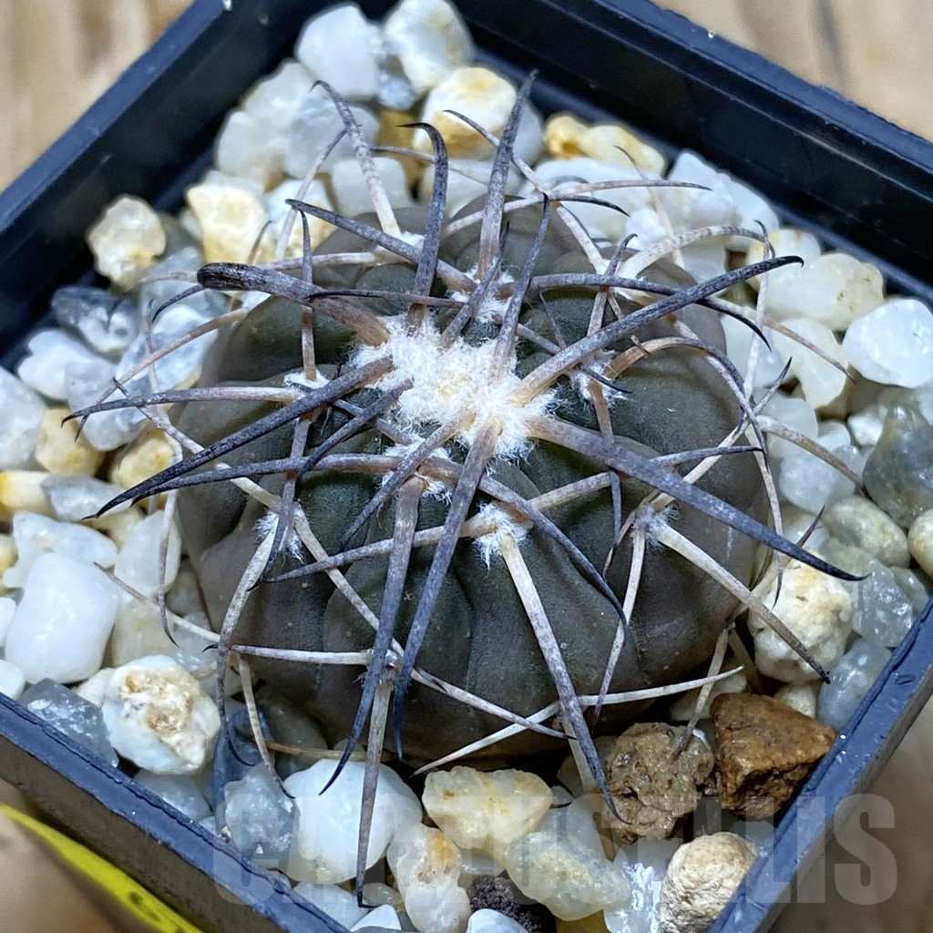 SH6766 Gymnocalycium spegazzinii RP 2058