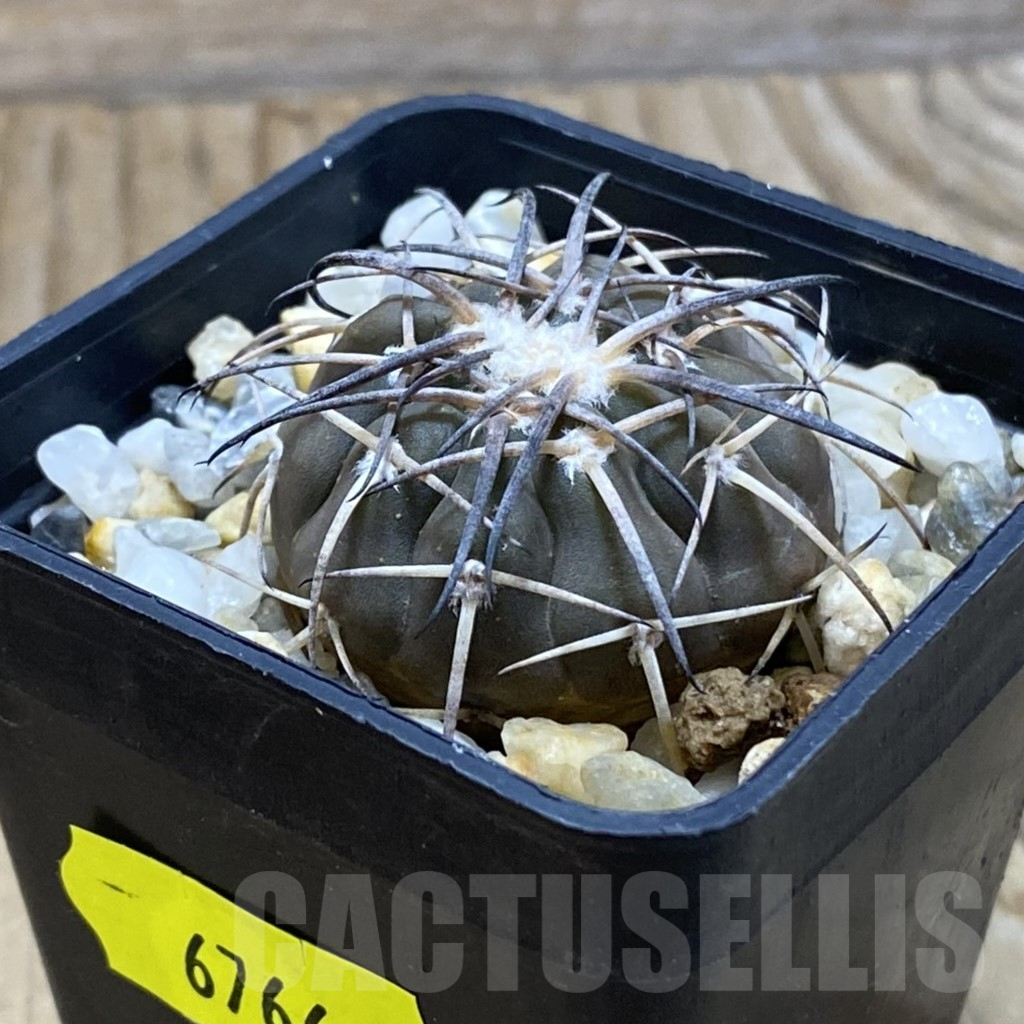 SH6766 Gymnocalycium spegazzinii RP 2058 - Image 2