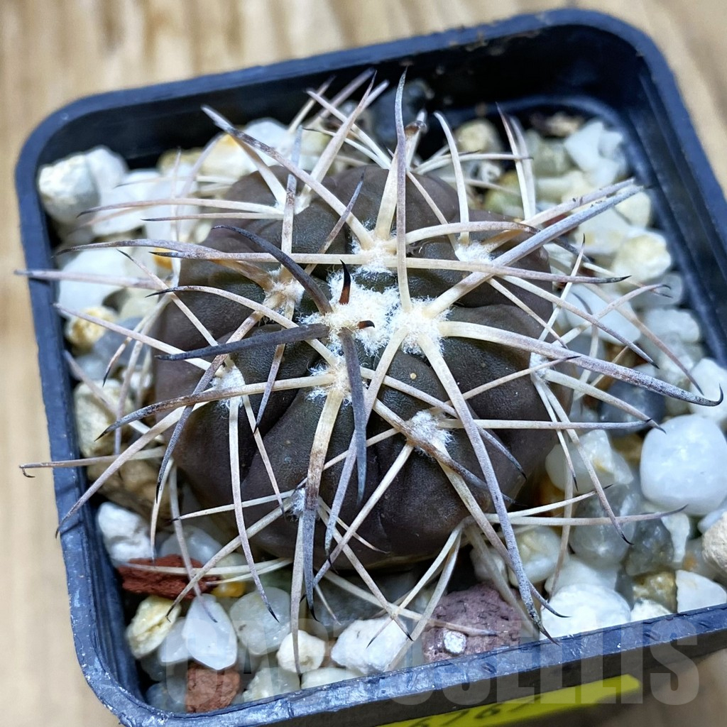 SH6767 Gymnocalycium spegazzinii RP 2058