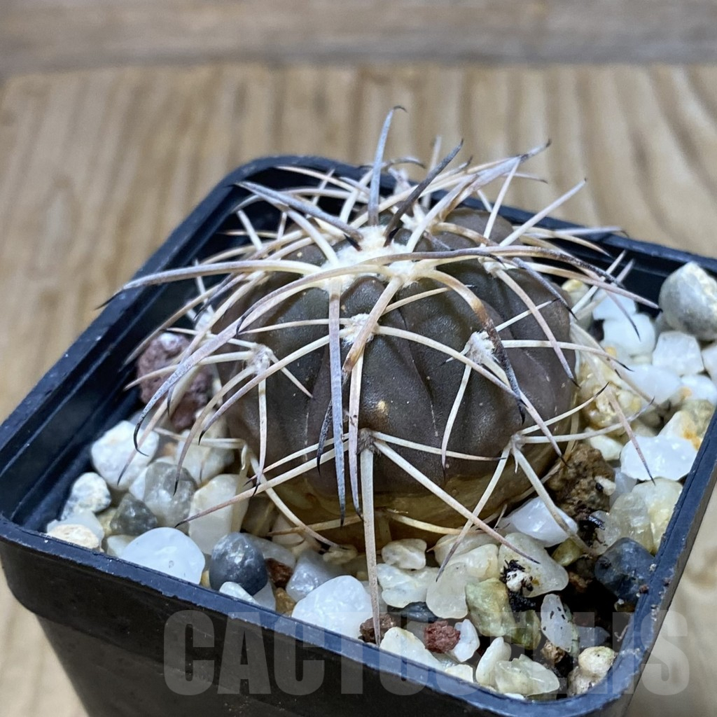 SH6767 Gymnocalycium spegazzinii RP 2058 - Image 2