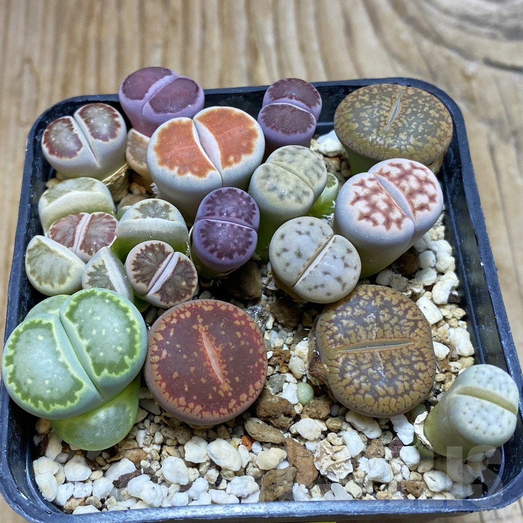 SH6739 Lithops mix