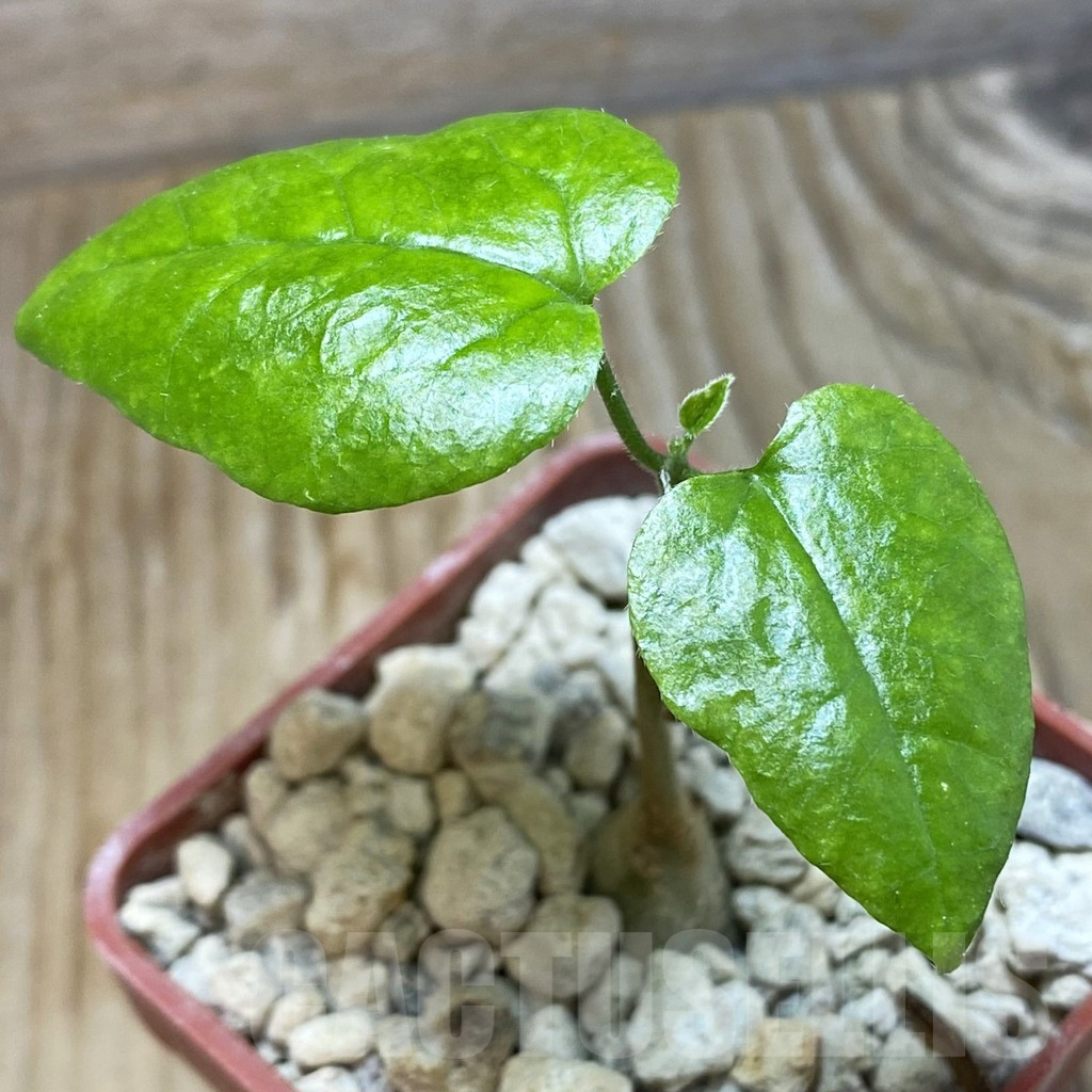 SH6770 Pyrenacantha malvifolia