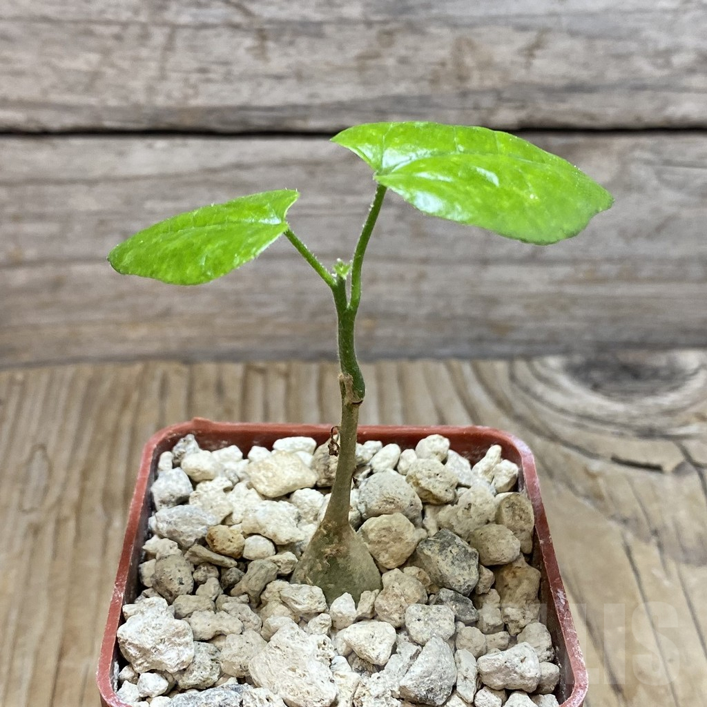 SH6770 Pyrenacantha malvifolia - Image 2