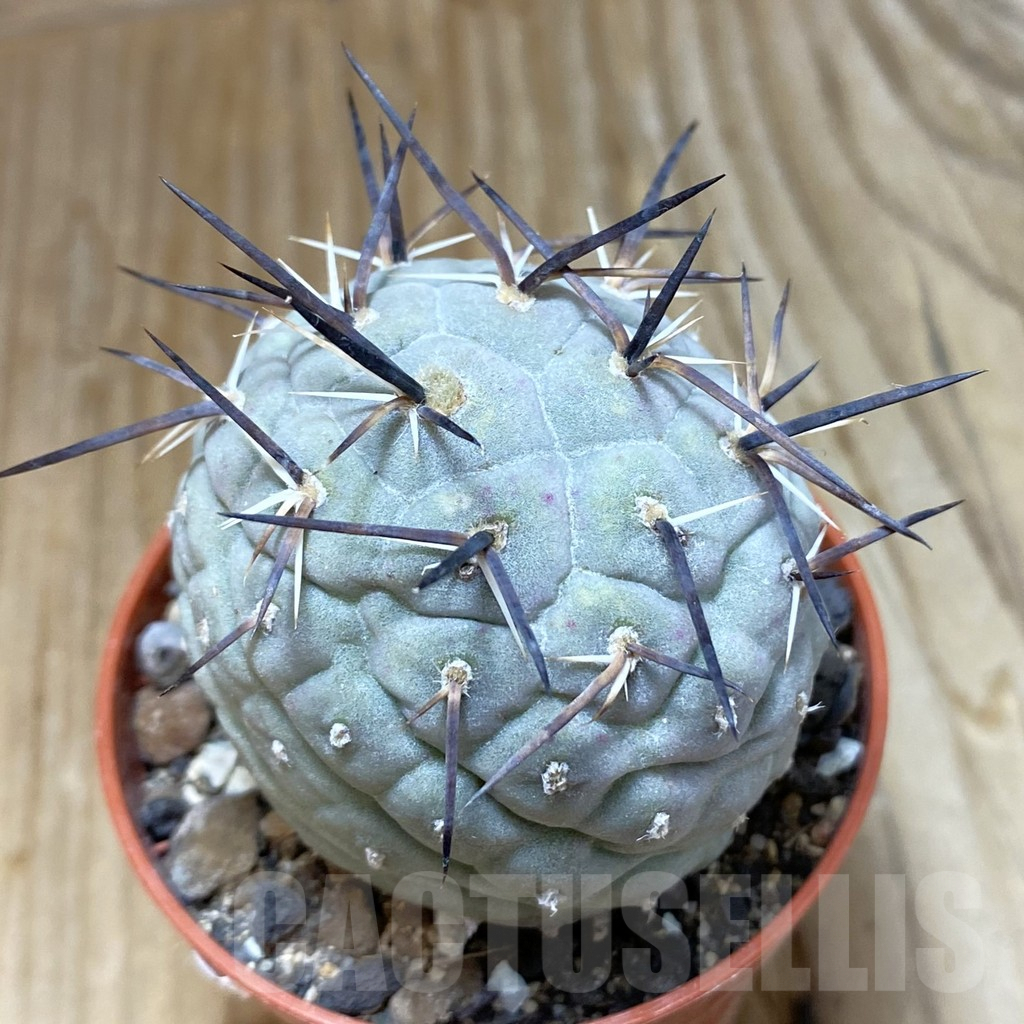 SH6903 Tephrocactus geometricus