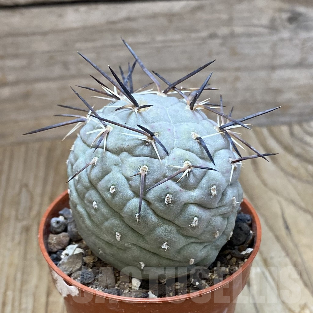 SH6903 Tephrocactus geometricus - Image 2