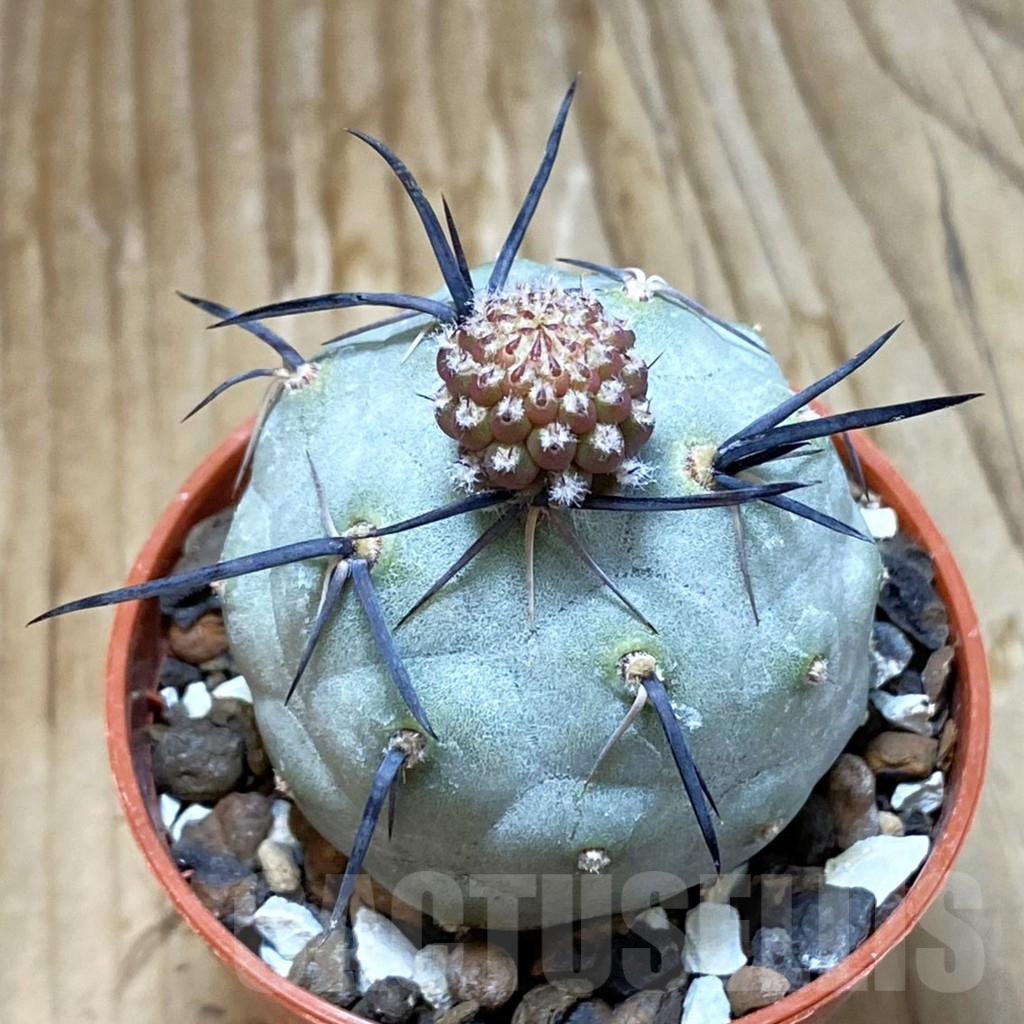 SH6904 Tephrocactus geometricus
