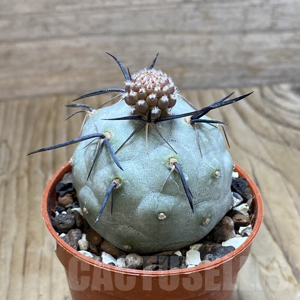 SH6904 Tephrocactus geometricus - Image 2