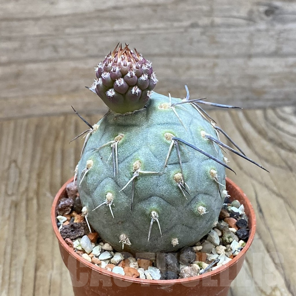 SH6905 Tephrocactus geometricus - Image 2
