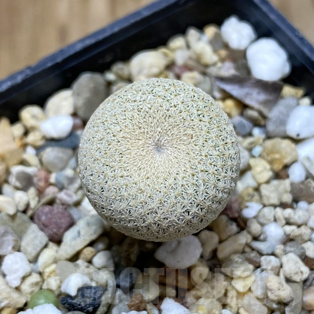SH6906 Epithelantha bokei RS 522